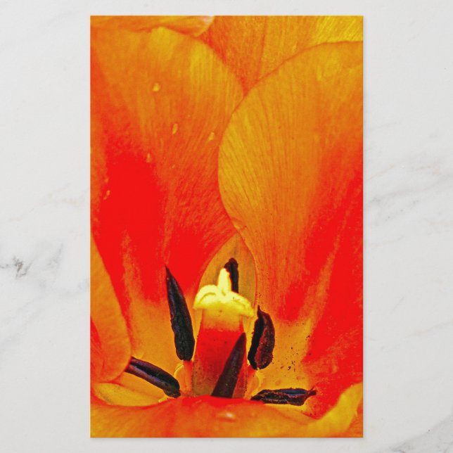 Orange Tulip (Framsida)