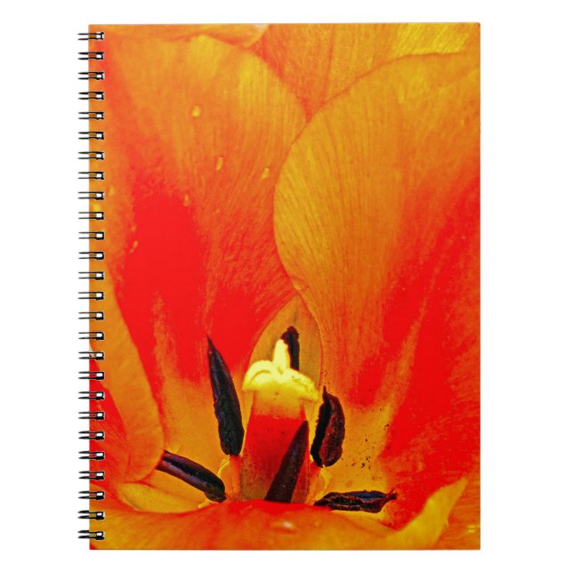 Orange Tulip Anteckningsbok Med Spiral (Framsidan)
