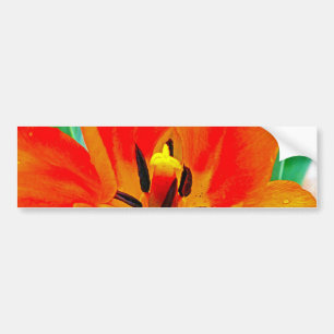 Orange Tulip Bildekal