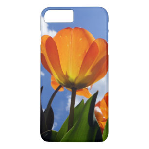 Orange Tulip, Blå himmel