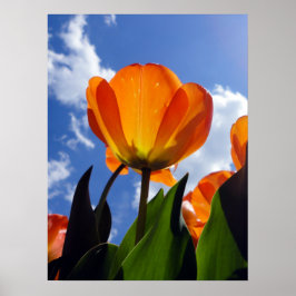 Orange Tulip, Blå himmel Poster