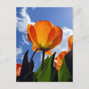 Orange Tulip, Blå himmel Vykort