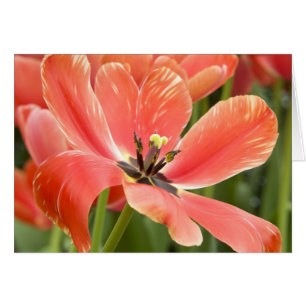 Orange Tulip Closeup OBS Kort