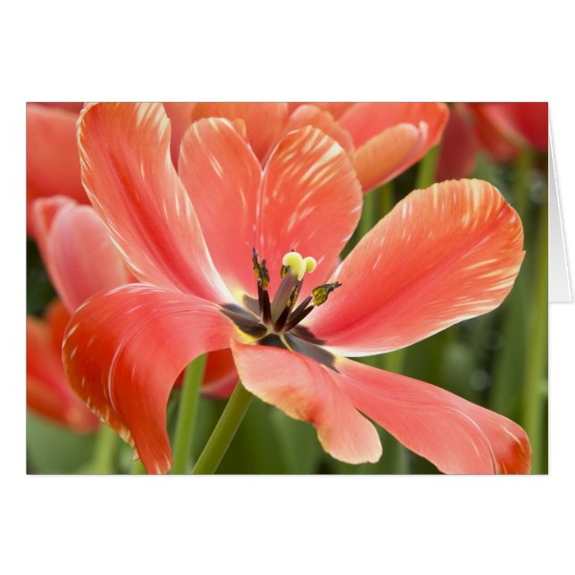 Orange Tulip Closeup OBS Kort (Framsidan Horizontal)