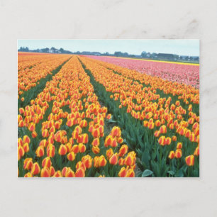 Orange Tulip fält, Holland, blommor Vykort