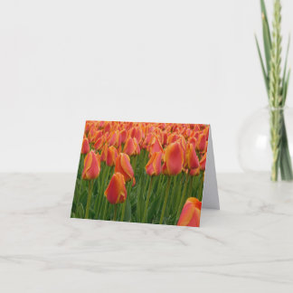 Orange Tulip Fina Konstfotografering Viket Kort