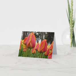 Orange Tulip Fina Konstfotografering Vikta Brevkor Tack Kort