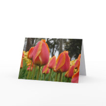 Orange Tulip Fint Konstfotograferat Viket Kort