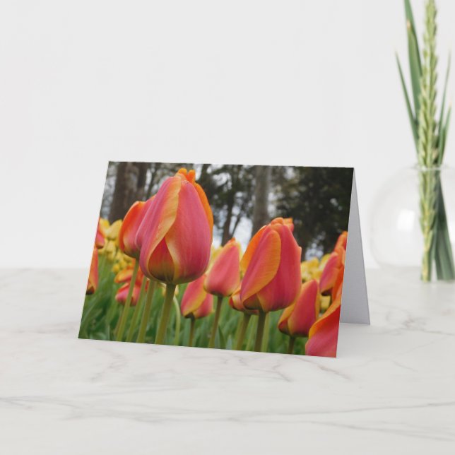 Orange Tulip Fint Konstfotograferat Viket Kort (Framsida)