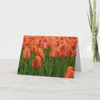 Orange Tulip Fint Konstnärligt Fotografi Vikt Notk Tack Kort