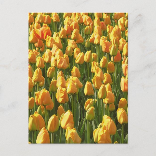 Orange Tulip Flowers Vykort (Framsida)