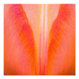 Orange Tulip Fototryck
