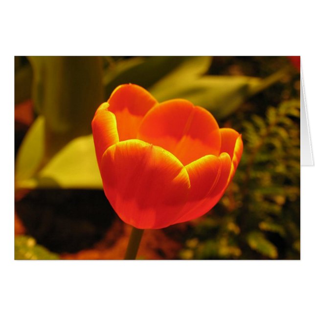 Orange Tulip Hälsningskort (Framsidan Horizontal)