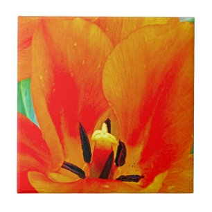 Orange Tulip Kakelplatta
