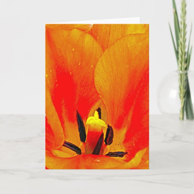 Orange Tulip Kort (Framsida)
