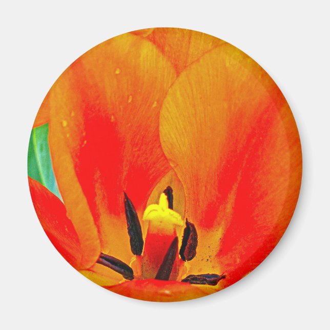 Orange Tulip Magnet (Framsidan)