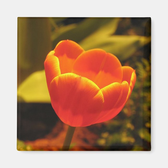 Orange Tulip Magnet (Framsidan)