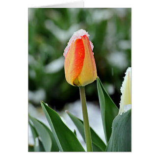 Orange Tulip med Snö Hälsningskort