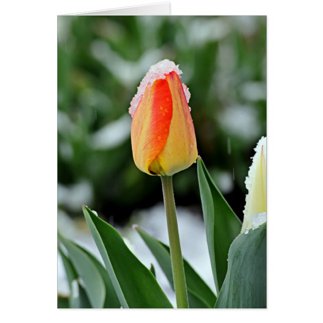 Orange Tulip med Snö Hälsningskort (Framsidan)