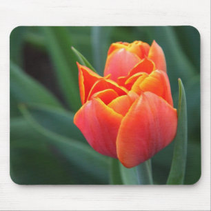 Orange Tulip Musmatta