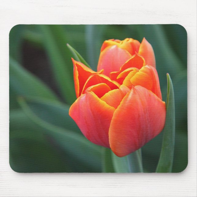 Orange Tulip Musmatta (Framsidan)