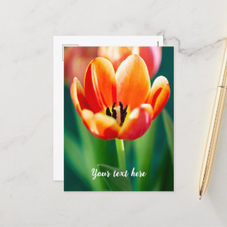 Orange Tulip Postcard Helg Vykort