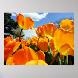 Orange Tulip Reaching for Himlar Poster
