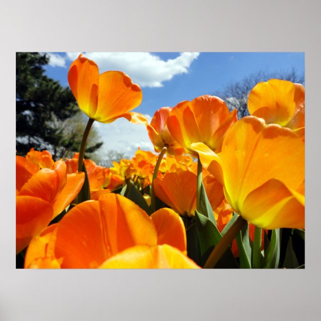 Orange Tulip Reaching for Himlar Poster (Framsidan)