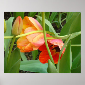 Orange Tulip-skulptur Poster