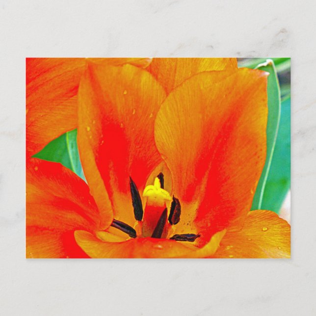 Orange Tulip Vykort (Framsida)