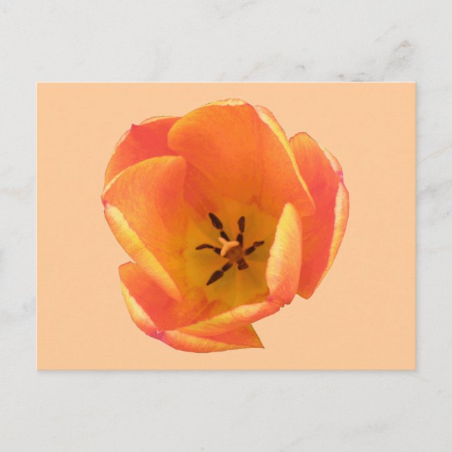 Orange Tulip-vykort Vykort (Framsida)