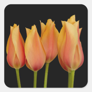 Orange Tulips Blommigt Fyrkantigt Klistermärke