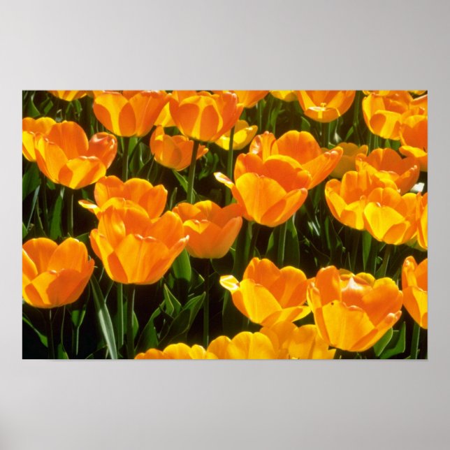 Orange Tulips-blommor Poster (Framsidan)
