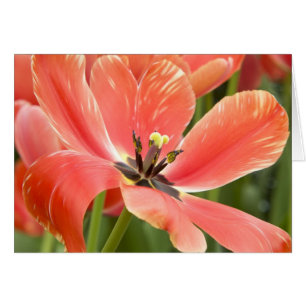 Orange Tulips Closeup OBS Kort