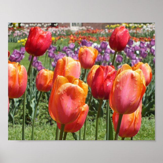 Orange Tulips, Elizabeth Park Gardens Hartford CT Poster (Framsidan)