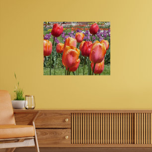 Orange Tulips, Elizabeth Park Gardens Hartford CT Poster