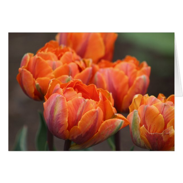 Orange Tulips-hälsningskort. Hälsningskort (Framsidan Horizontal)