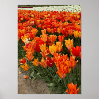 Orange Tulips i Fält, Woodburn, ELLER Poster