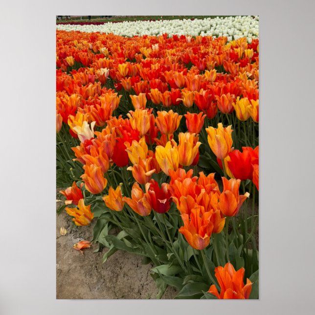 Orange Tulips i Fält, Woodburn, ELLER Poster (Framsidan)