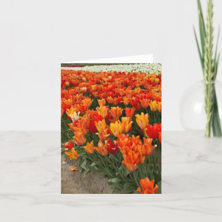 Orange Tulips i Fält, Woodburn, ELLER Tack Kort