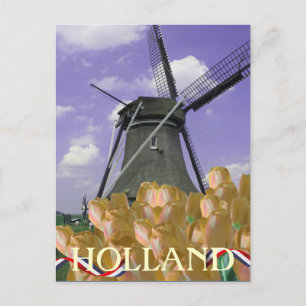 Orange Tulips Kvarn Art Holland vykort