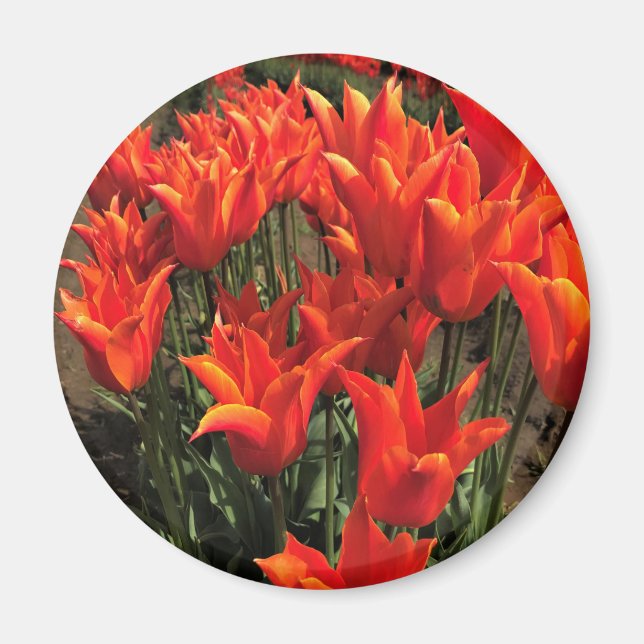 Orange Tulips, Oregon Magnet (Framsidan)