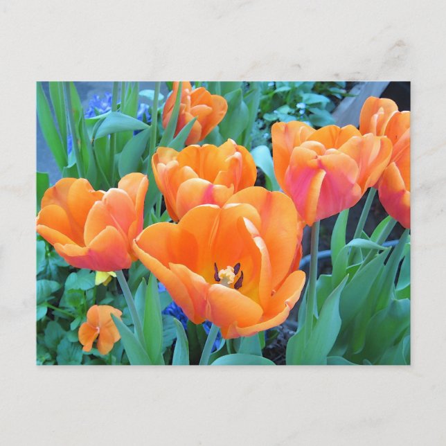 Orange Tulips Photo Art Vykort (Framsida)