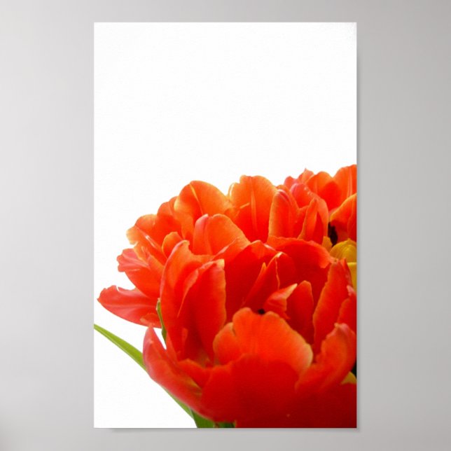 Orange Tulips Poster (Framsidan)