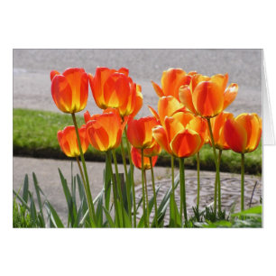 Orange tulpan hälsningskort