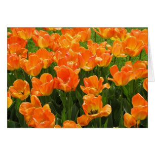 Orange tulpan hälsningskort