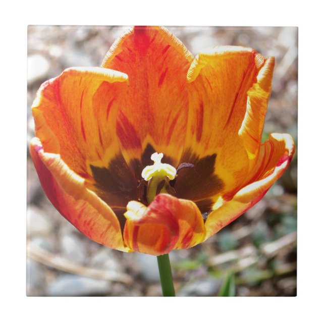 Orange tulpan kakelplatta (Framsidan)