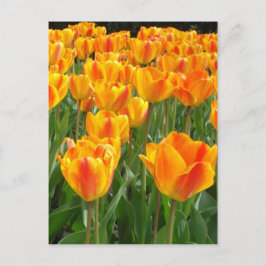 Orange tulpan vykort