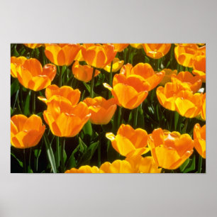 Orange tulpanblommor poster