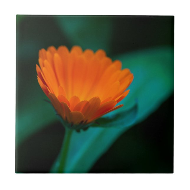 Orange Tusenskönablomma Fotograf Kakelplatta (Framsidan)